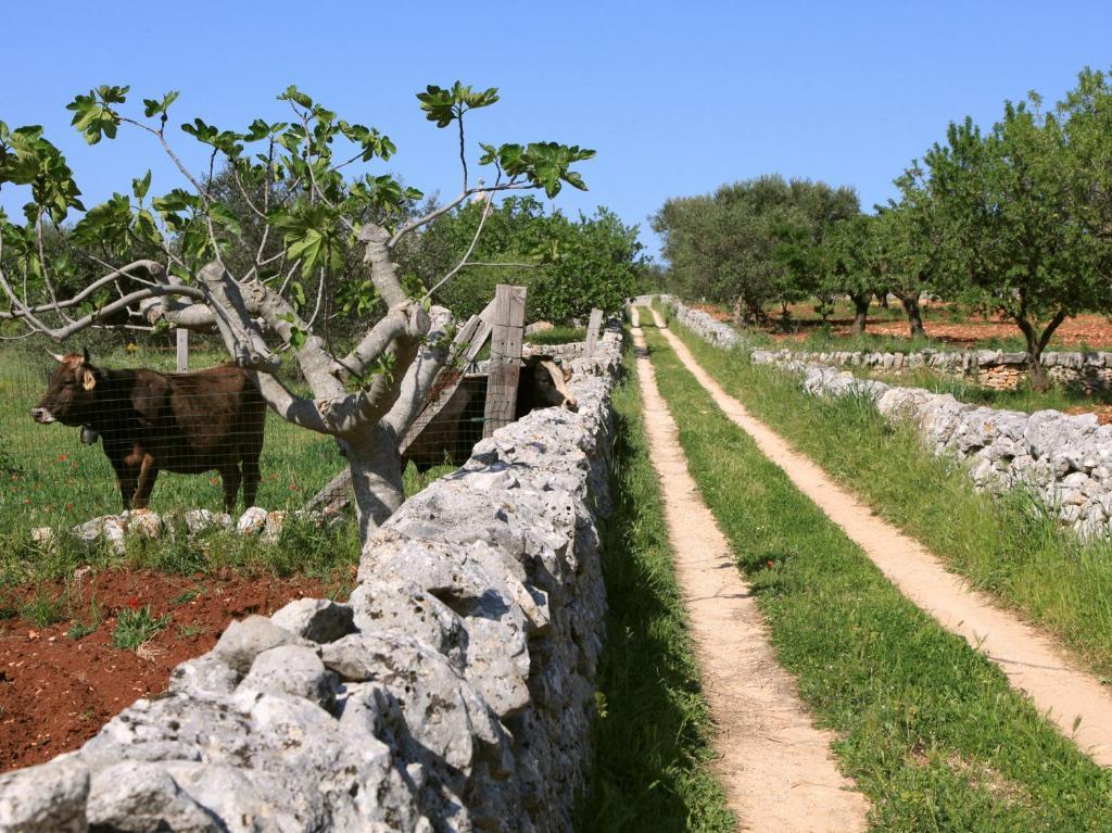 Pietraluce Guest House Alberobello Exterior foto